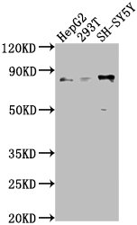Anti-Uncharacterized protein Antibody