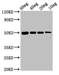 Anti-cysP Antibody