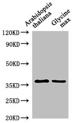 Anti-BG2 Antibody