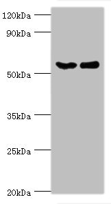 Anti-CSTF2 Antibody