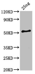 Anti-HA-33 Antibody