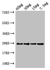 Anti-petE Antibody