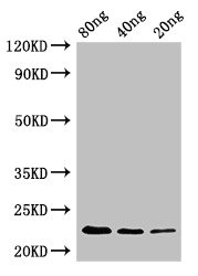 Anti-pyrE Antibody