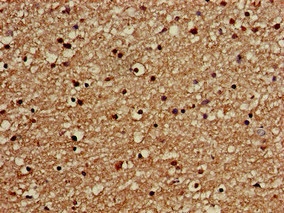 Anti-GOLGA3 Antibody