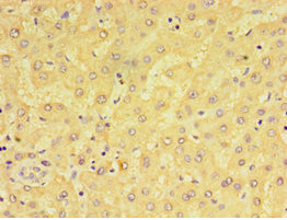 Anti-ADGRE1 Antibody