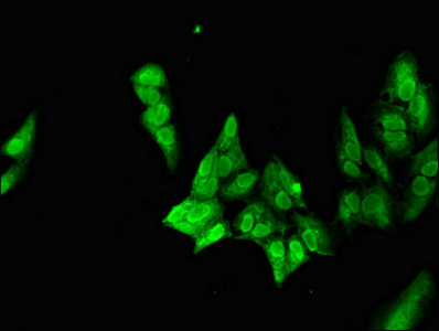 Anti-NEUROD1 Antibody