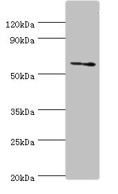 Anti-DHCR24 Antibody