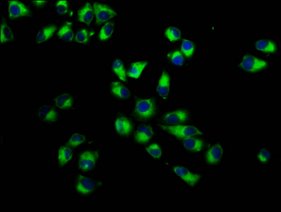 Anti-ITGA7 Antibody