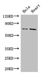 Anti-PCK2 Antibody