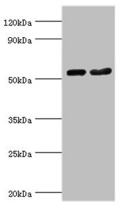 Anti-SEPT7 Antibody