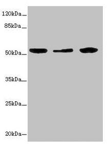 Anti-KYNU Antibody