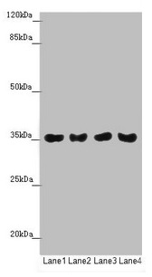 Anti-TOMM34 Antibody
