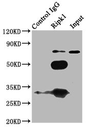 Anti-Ripk1 Antibody