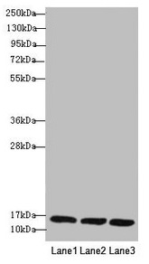 Anti-REEP5 Antibody