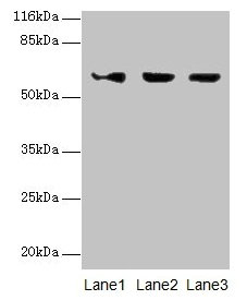 Anti-ATL3 Antibody