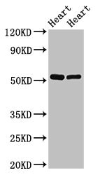 Anti-SHE Antibody