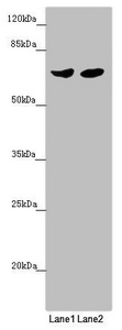 Anti-RARS2 Antibody