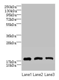 Anti-CNIH2 Antibody