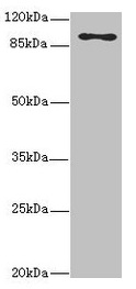 Anti-MTHFD1L Antibody