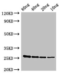 Anti-esxA Antibody