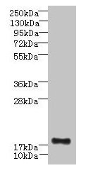 Anti-C16orf87 Antibody
