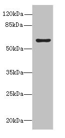 Anti-KHDC4 Antibody