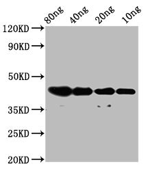 Anti-dye Antibody