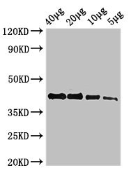 Anti-ACTBA Antibody
