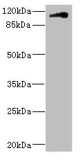 Anti-CNTN4 Antibody