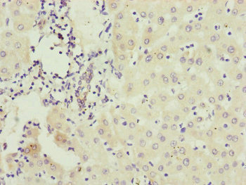 Anti-IFT20 Antibody