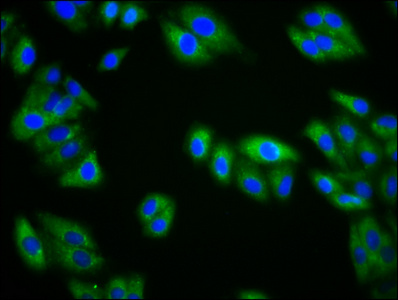 Anti-KIRREL3 Antibody