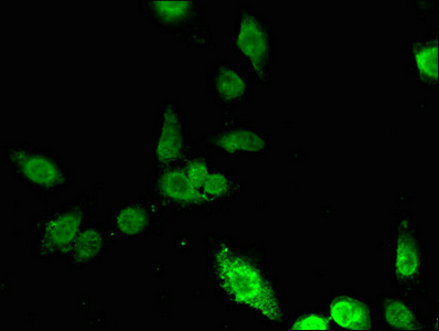 Anti-ING5 Antibody