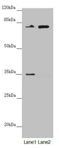 Anti-NEDD1 Antibody
