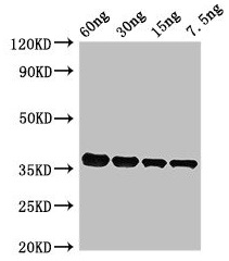 Anti-PF0142 Antibody