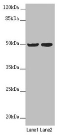 Anti-SLC39A7 Antibody