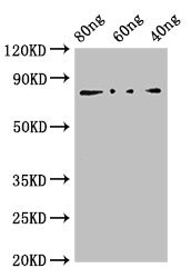 Anti-NP Antibody