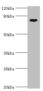 Anti-BAP1 Antibody