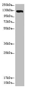 Anti-USP28 Antibody