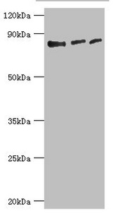 Anti-EZH1 Antibody