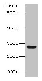 Anti-MAIP1 Antibody