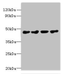 Anti-PRMT6 Antibody