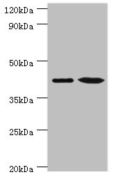 Anti-ERGIC2 Antibody