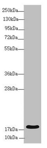 Anti-RNF5 Antibody