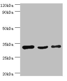 Anti-PHB2 Antibody