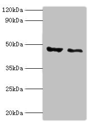 Anti-PLIN2 Antibody