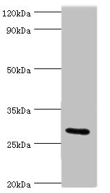Anti-COLEC11 Antibody