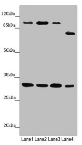 Anti-MTIF3 Antibody