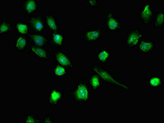 Anti-DHX36 Antibody