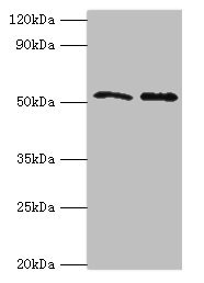 Anti-GOPC Antibody