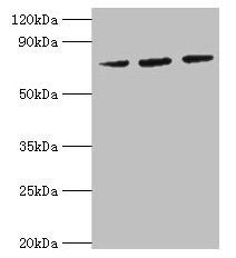 Anti-HSPA6 Antibody
